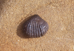 Notosaria nigricans