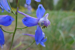 Delphinium lineapetalum
