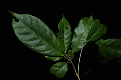 Sloanea hirsuta