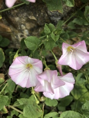 Convolvulus arvensis