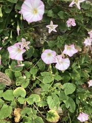 Convolvulus arvensis