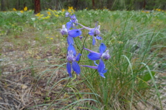 Delphinium lineapetalum