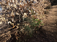 Pinus sabiniana