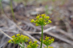 Lomatium ambiguum