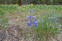 Delphinium lineapetalum