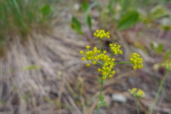 Lomatium ambiguum