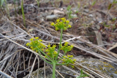 Lomatium ambiguum