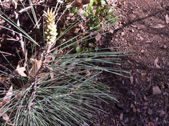 Pinus sabiniana