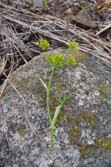 Lomatium ambiguum