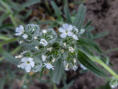 Cryptantha echinella