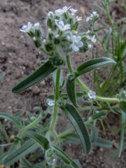 Cryptantha echinella