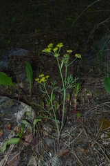 Lomatium ambiguum