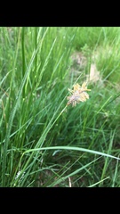 Carex hirta