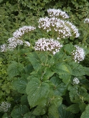 Valeriana pyrenaica