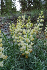 Lupinus sulphureus