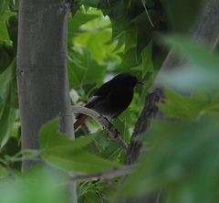 Phoenicurus ochruros