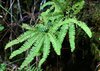 Western Maidenhair Fern - Photo (c) David Hofmann, some rights reserved (CC BY-NC-ND)