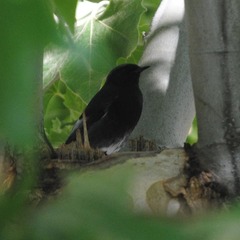 Phoenicurus ochruros