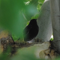 Phoenicurus ochruros