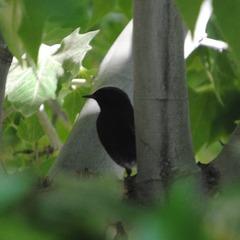Phoenicurus ochruros