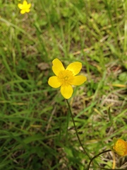 Ranunculus occidentalis occidentalis
