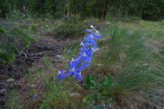 Delphinium lineapetalum