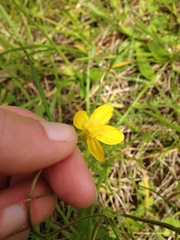 Ranunculus occidentalis occidentalis