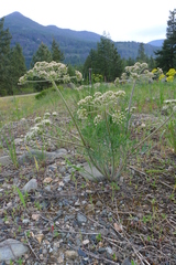 Lomatium macrocarpum