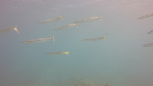Sphyraena obtusata