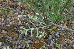 Lomatium macrocarpum