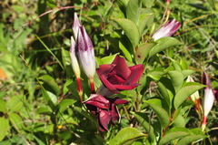 Mandevilla atroviolacea