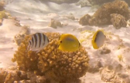 Chaetodon plebeius