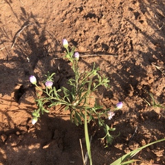 Erigeron bellidiastrum