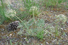 Lomatium macrocarpum