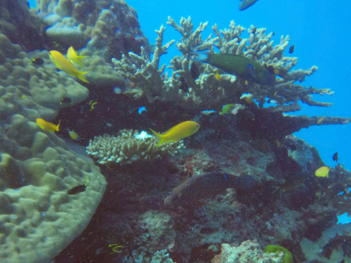 Pseudanthias cheirospilos