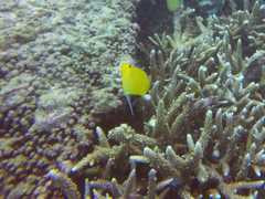 Forcipiger longirostris