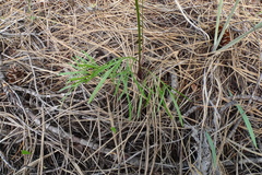 Perideridia gairdneri