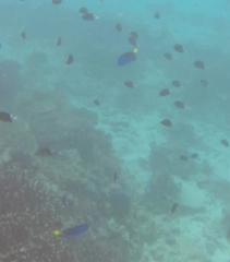 Paracanthurus hepatus