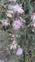 Cirsium arvense