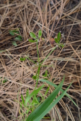 Perideridia gairdneri