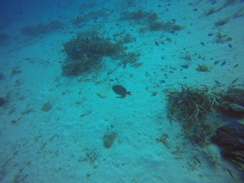 Odonus niger