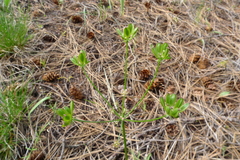 Perideridia gairdneri