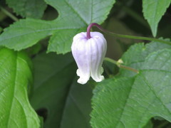 Clematis versicolor