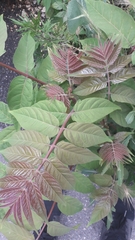 Ailanthus altissima