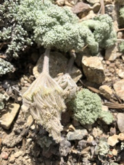 Oreonana vestita