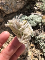 Oreonana vestita
