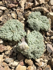 Oreonana vestita