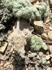Oreonana vestita