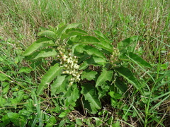 Asclepias oenotheroides