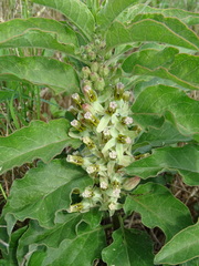 Asclepias oenotheroides